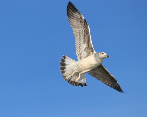 Leserbild Thuner Tagblatt und Berner Zeitung 20. Januar 2020