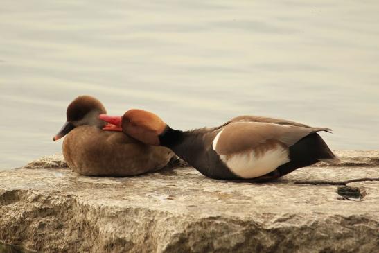 Leserbild Berner Zeitung und Thuner Tagblatt 21. April 2015