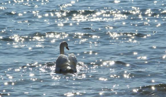 Leserbild Berner Zeitung und Thuner Tagblatt 21. März 2015
