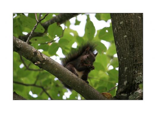 Leserbild Berner Zeitung und Thuner Tagblatt 22. September 2010