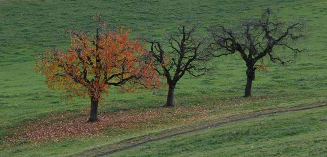 Leserbild Berner Zeitung und Thuner Tagblatt 25. November 2016