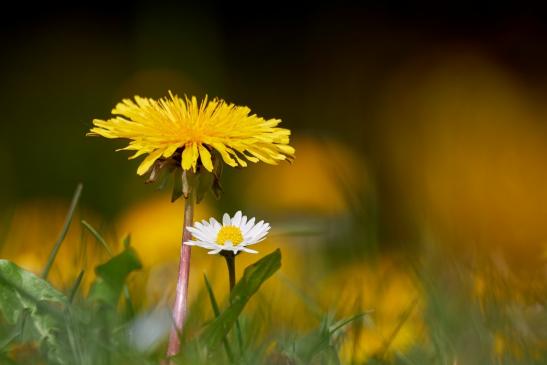 Leserbild Thuner Tagblatt und Berner Zeitung 27. April 2023