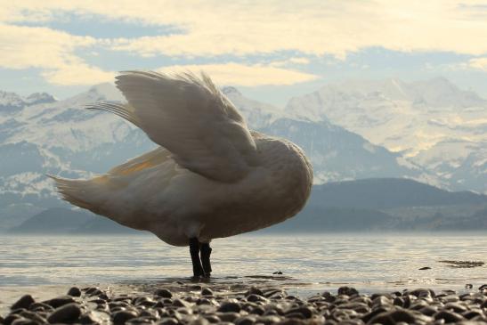 Leserbild Berner Zeitung und Thuner Tagblatt 27. Februar 2017