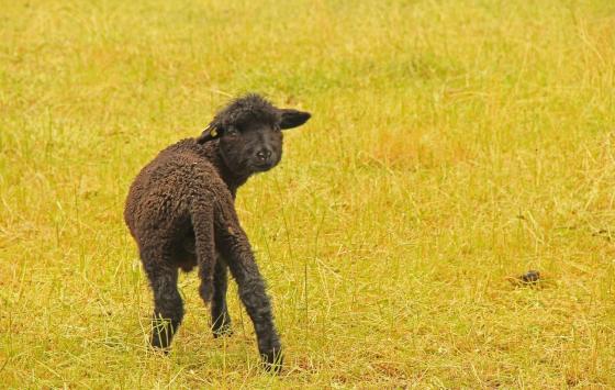 Leserbild Berner Zeitung und Thuner Tagblatt 30. Mai 2016