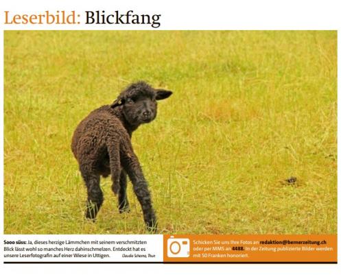 Leserbild Berner Zeitung und Thuner Tagblatt 30. Mai 2016