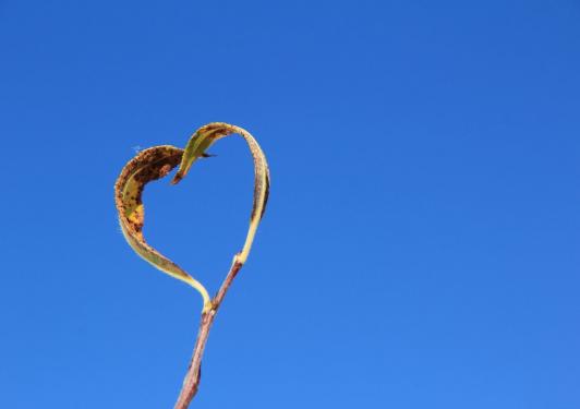 Leserbild Berner Zeitung und Thuner Tagblatt 31. Oktober 2014