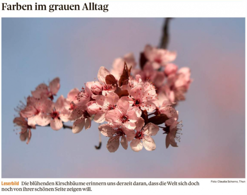 Leserbild Thuner Tagblatt und Berner Zeitung 3. April 2020