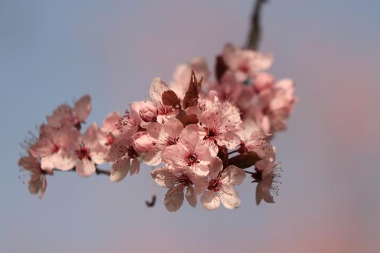Leserbild Thuner Tagblatt und Berner Zeitung 3. April 2020