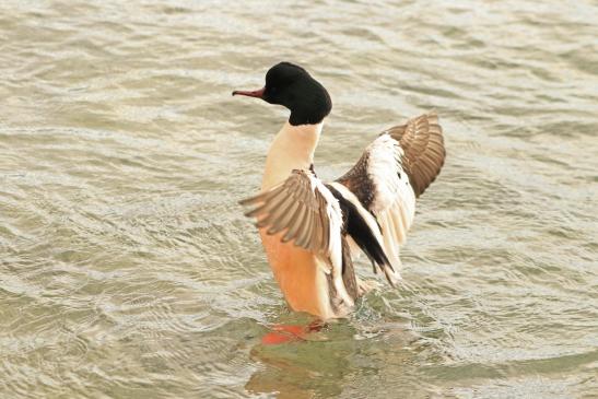 Leserbild Thuner Tagblatt und Berner Zeitung 3. Januar 2020