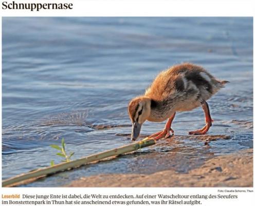 Leserbild Thuner Tagblatt und Berner Zeitung 3. Juni 2020