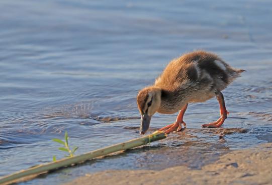 Leserbild Thuner Tagblatt und Berner Zeitung 3. Juni 2020