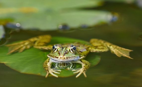 Leserbild Thuner Tagblatt und Berner Zeitung 3. Juni 2024
