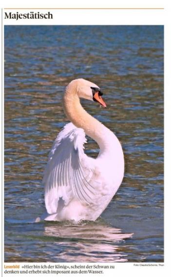 Leserbild Berner Zeitung und Thuner Tagblatt 4. April 2019