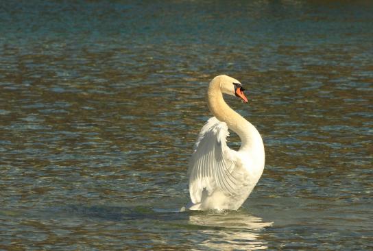 Leserbild Berner Zeitung und Thuner Tagblatt 4. April 2019
