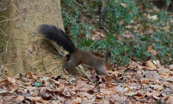 Leserbild Thuner Tagblatt und Berner Zeitung 5. Januar 2023