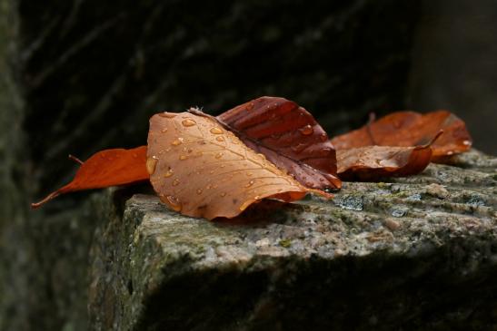 Leserbild Thuner Tagblatt und Berner Zeitung 5. November 2020