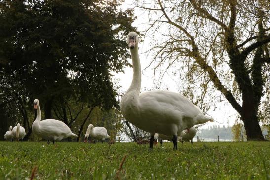 Leserbild Berner Zeitung und Thuner Tagblatt 5. September 2018