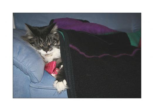 Leserbild Berner Zeitung und Thuner Tagblatt 6. Dezember 2010