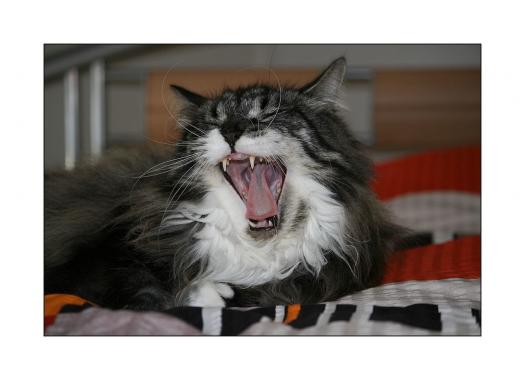 Leserbild Berner Zeitung und Thuner Tagblatt 6. Oktober 2010