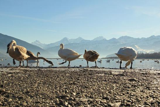 Leserbild Berner Zeitung und Thuner Tagblatt 8. Februar 2016