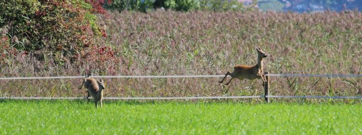 Tierisches Doppelpack Leserbild Berner Zeitung und Thuner Tagblatt 19. Dezember 2014