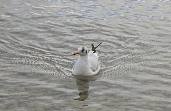 Leserbild Berner Zeitung und Thuner Tagblatt 9. Januar 2018