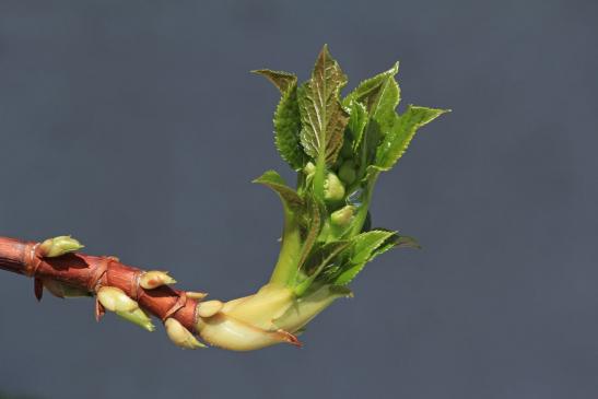 Leserbild Berner Zeitung und Thuner Tagblatt 1. April 2014