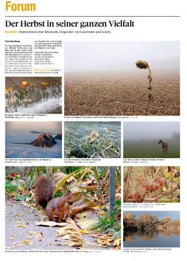 Leserbild Berner Zeitung und Thuner Tagblatt 17. November 2018