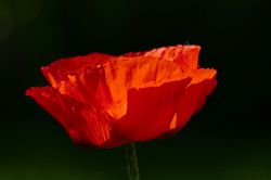 Mohn