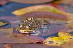 Naturschutzgebiet Thun