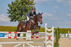 Pferde - Springreiten