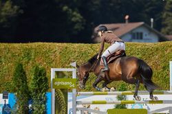 Pferde - Springreiten