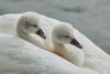 Tierkinder