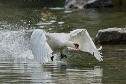 Schw&auml;ne
