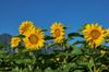 Sonnenblumen