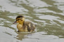 Tierkinder
