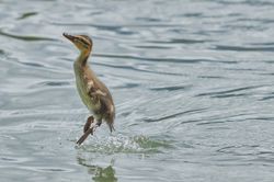 Tierkinder