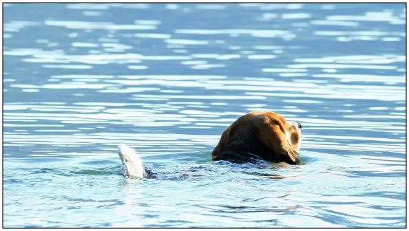 Jahresrückblick Berner Zeitung und Thuner Tagblatt 12. Dezember 2015
