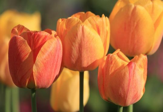 Thuner Tagblatt 25. April 2020