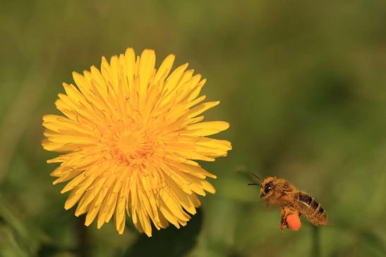 Leserbild Berner Zeitung und Thuner Tagblatt 8. April 2016
