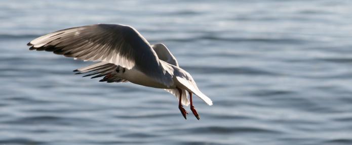 Leserbild Berner Zeitung und Thuner Tagblatt 7. Januar 2016
