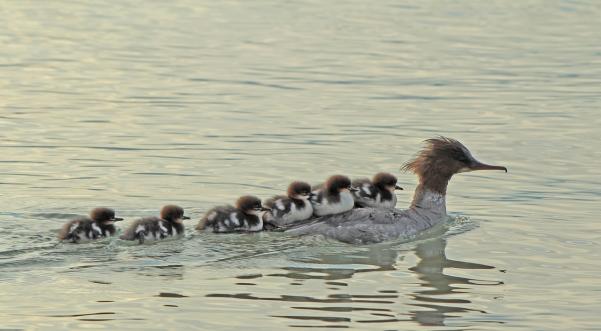 Tierisch originell Jahresrückblick 2019 Thuner Tagblatt 28. Dezember 2019