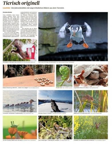 Tierisch originell Jahresrückblick 2019 Thuner Tagblatt 28. Dezember 2019