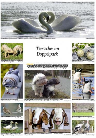 Tierisches Doppelpack Leserbild Berner Zeitung und Thuner Tagblatt 19. Dezember 2014