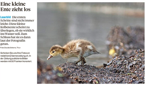 Leserbild Thuner Tagblatt und Berner Zeitung 10. Juni 2026
